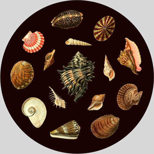 Shells, wooden puzzle, 358 pcs