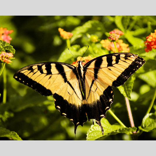 Yellow Butterfly