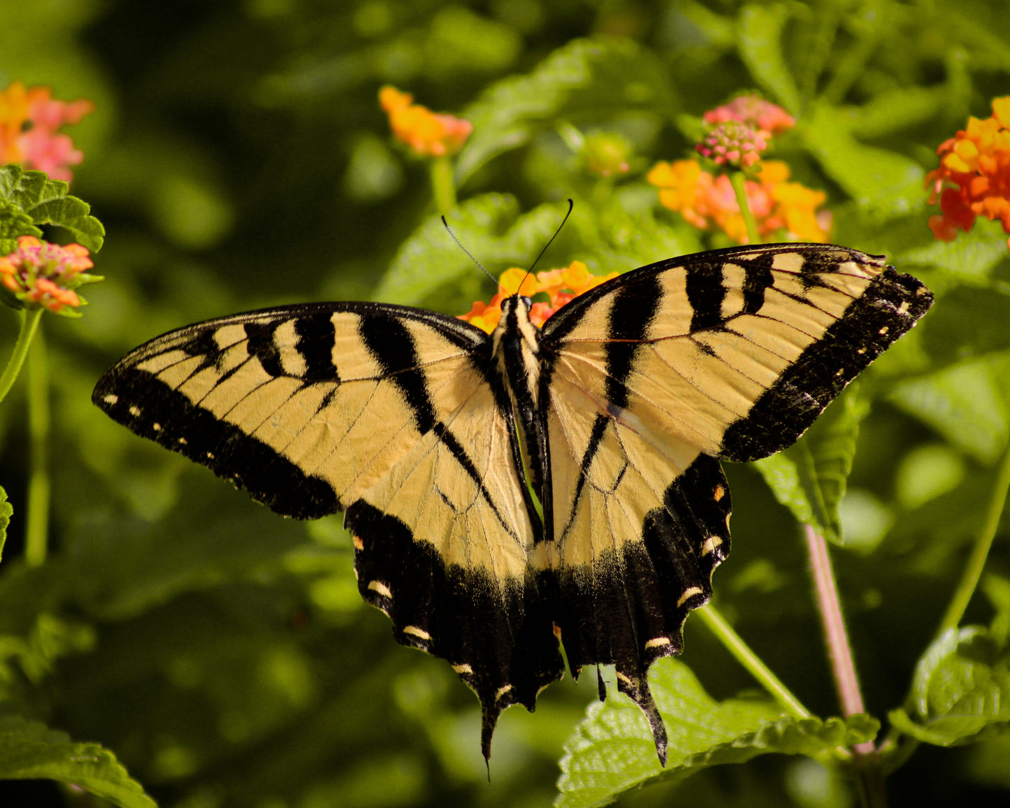 Yellow Butterfly